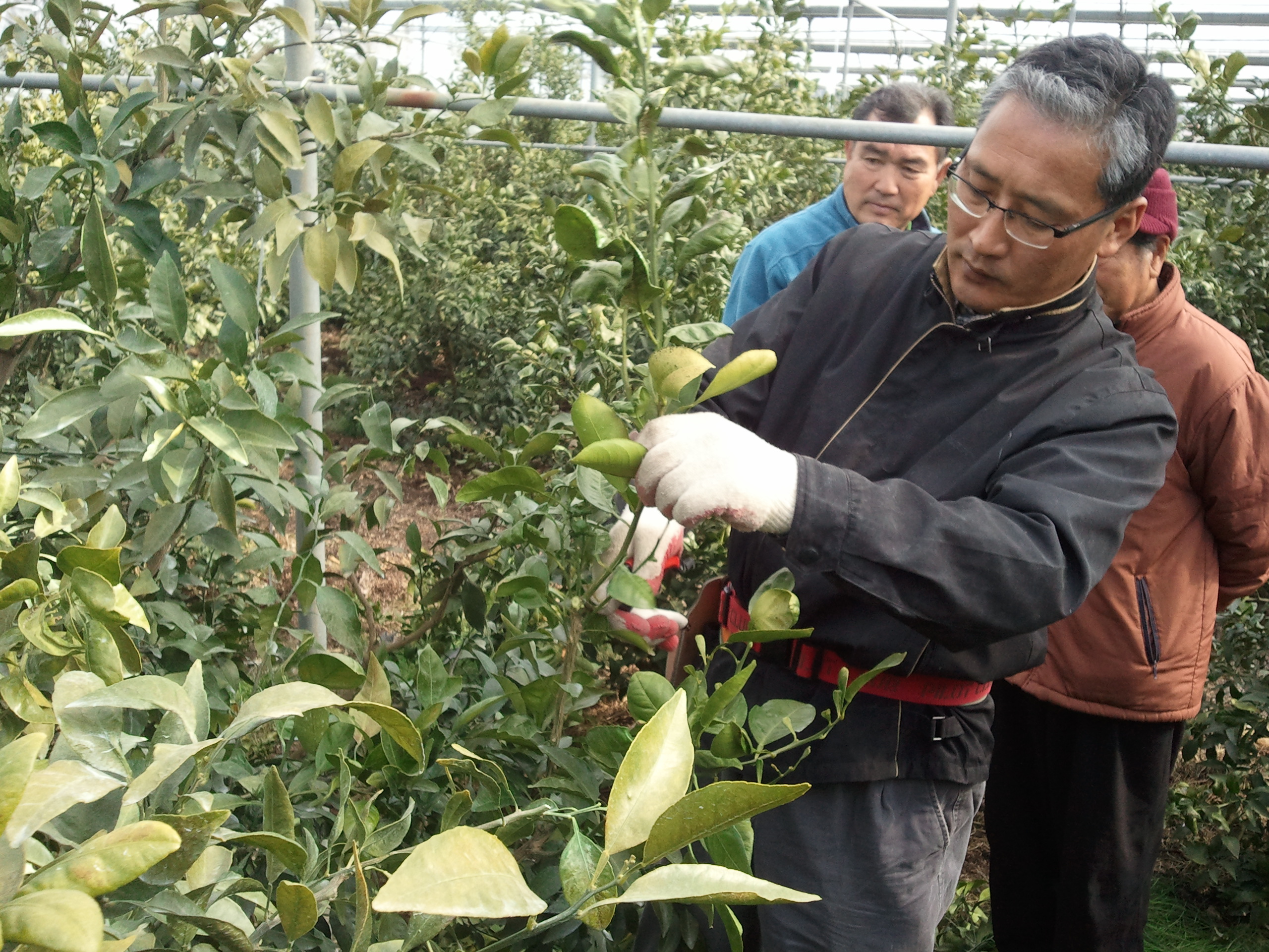 한라봉 전정교육(남원, 위미)